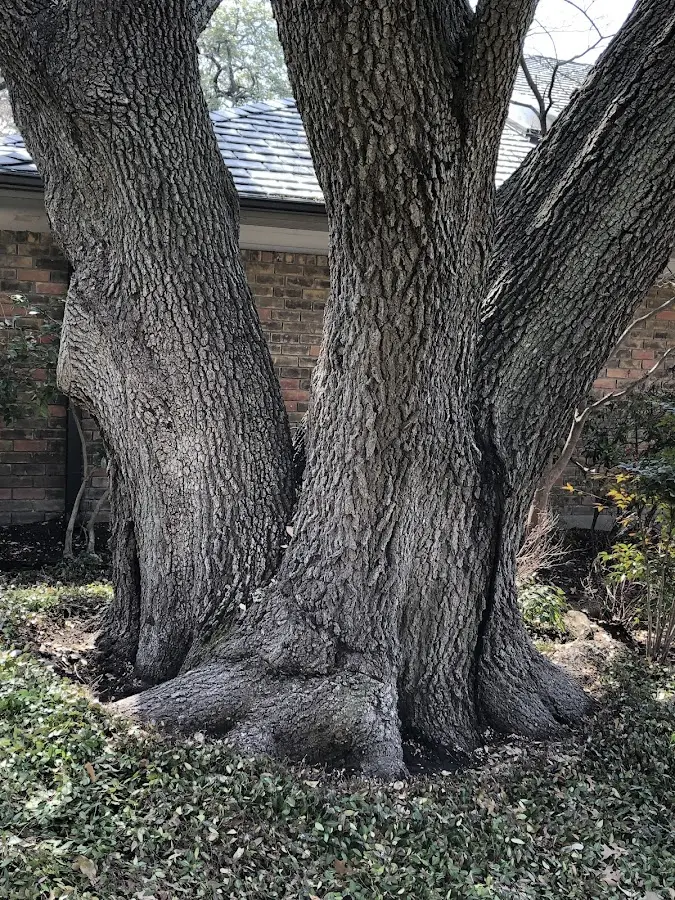 Mature heritage tree close to a De Ruyter property cared for by certified arborists